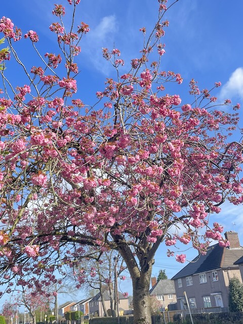 A tree with lots of pink blossom with a blue sky frame. Houses in the street are in the background